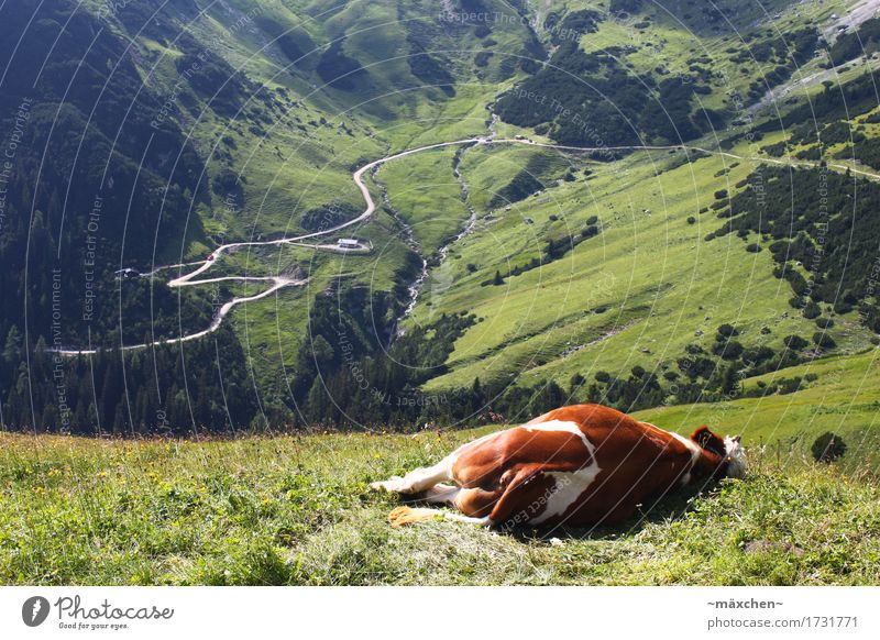 Just relax... Summer Mountain Hiking Landscape Alps Cow 1 Animal Relaxation To enjoy Sleep Infinity Natural Green Happy Fatigue Exhaustion Comfortable