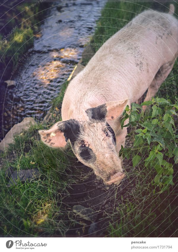pork stream Nature Landscape Elements Earth Water Summer Plant Grass Bushes Garden Park Meadow Brook Animal Pet Farm animal Petting zoo 1 Sign Observe Authentic