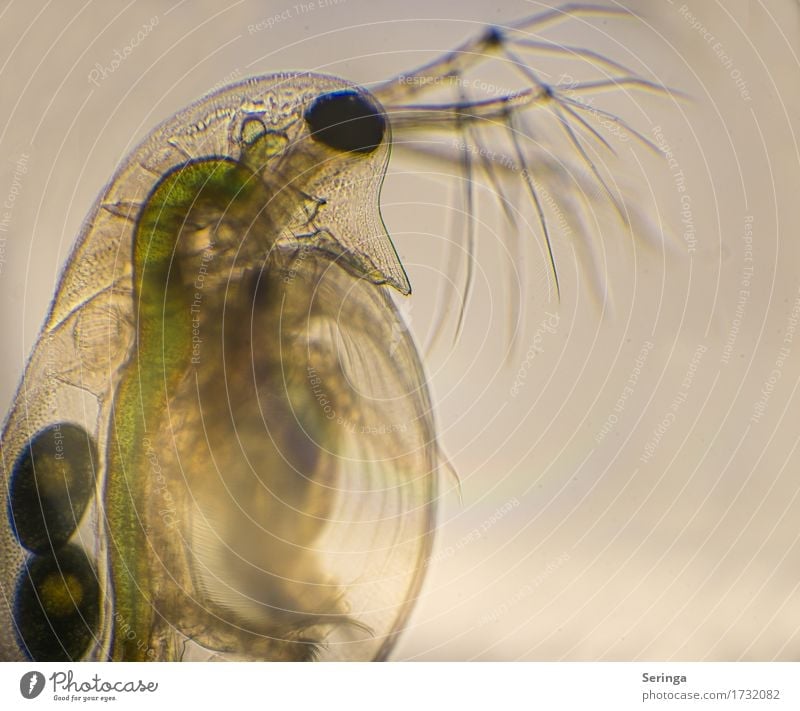 Life in a drop of water (water flea) Science & Research Water Drops of water Animal Wild animal Animal face Water flea 1 Microscope Observe Looking