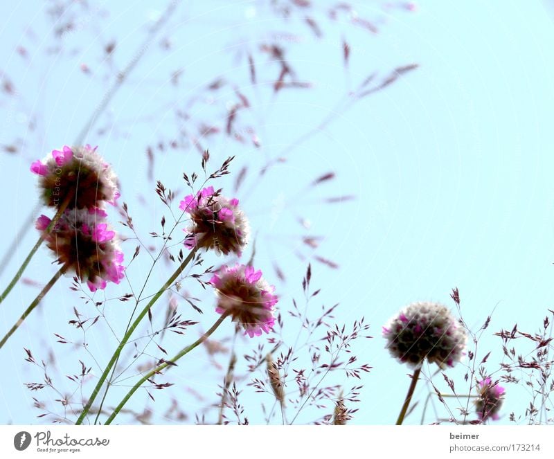 Withered Colour photo Exterior shot Deserted Copy Space right Day Sunlight Shallow depth of field Worm's-eye view Upward Nature Plant Cloudless sky Summer