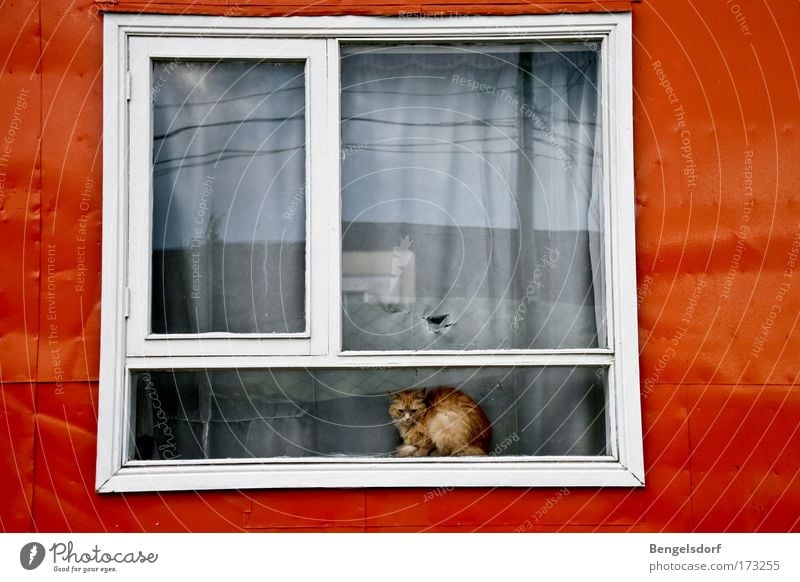 The other side of the world II Window Window board Animal Pet Cat 1 Loneliness Cold Boredom Life Bans Distress Time Sadness Colour photo Exterior shot Deserted