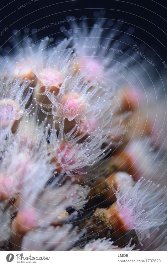 Poly polyp Environment Nature Animal Coast Bay Reef Coral reef Ocean Aquarium Group of animals Exotic Pink Sensitive Threat Tentacle Delicate Fine Transparent