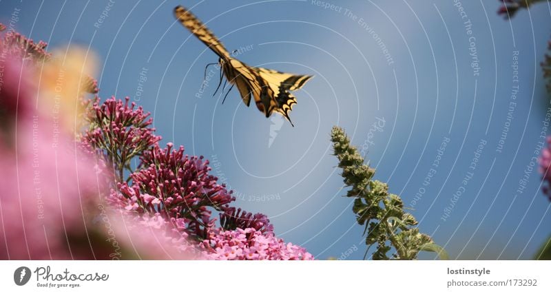 I'll be off ... Colour photo Exterior shot Day Nature Plant Animal Butterfly Flying Smooth Ease Delicate lilac Swallowtail Summer proboscidean Wing Judder