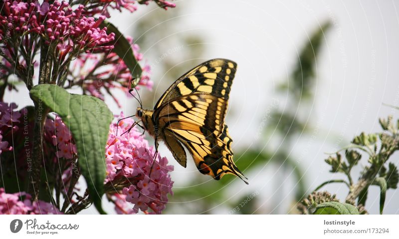 Is it good? Colour photo Exterior shot Day Nature Plant Animal Sun Summer Beautiful weather Butterfly Flying Yellow Pink lilac Smooth Hairy Feeler Trunk