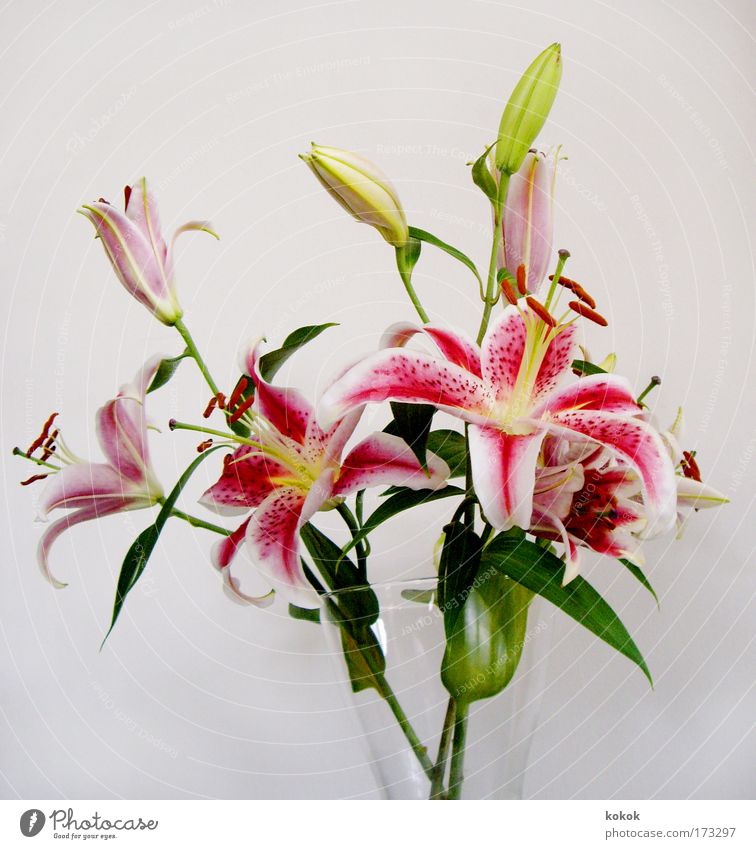 lily birthday bouquet Colour photo Interior shot Close-up Deserted Neutral Background Contrast Central perspective Elegant Design Relaxation Spa Lounge Plant