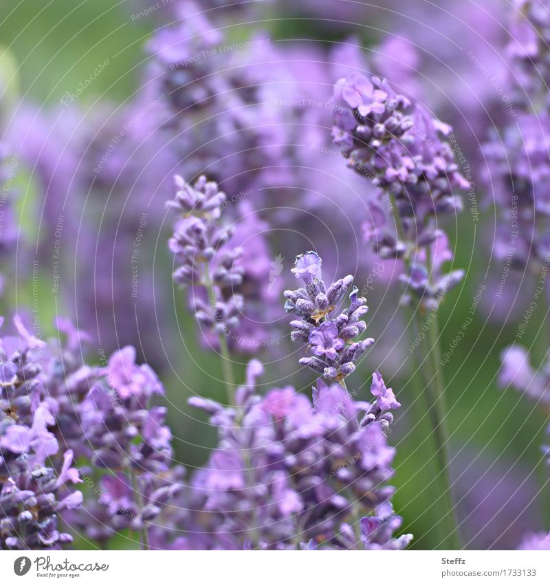 Lavender blooms in the summer garden lavender flowers lavender scent flowering lavender medicinal plant Lavender bed Lavender colors Domestic local plant July