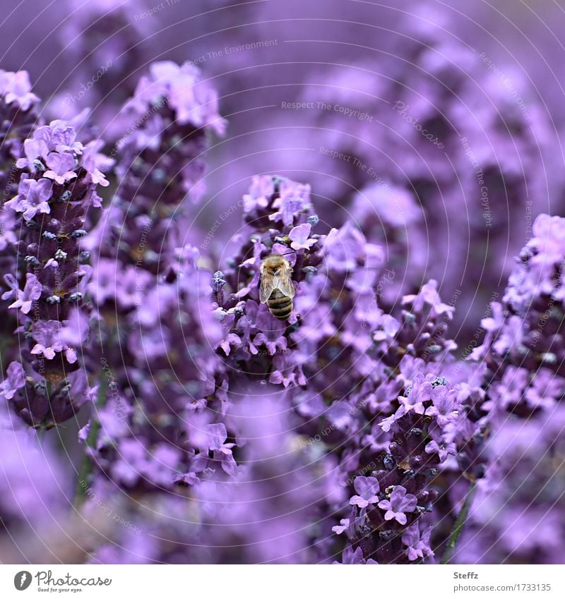 flowering lavender is irresistible to bees Lavender lavender flowers lavender scent Lavender colors medicinal plant summery impression Domestic Idyll