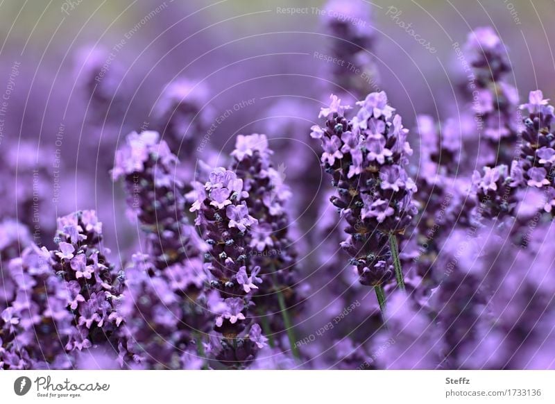violet summer Lavender lavender flowers lavender scent Lavender colors flowering lavender medicinal plant July heyday fragrances Lavender bed Fragrance