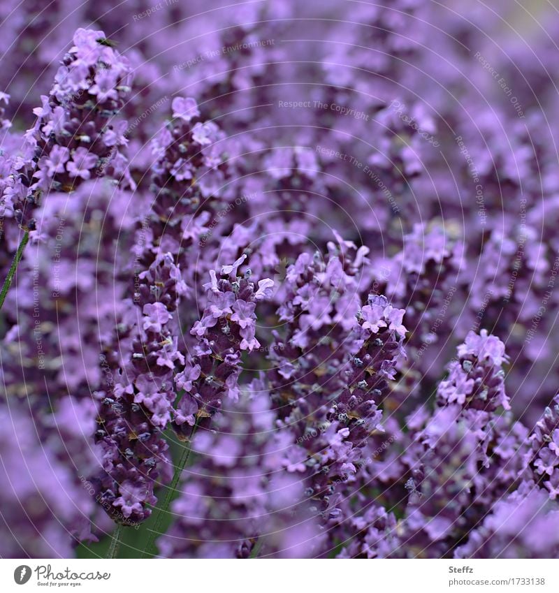 Lavender blooms purple lavender flowers lavender scent Lavender bed flowering lavender Lavender colors medicinal plant purple flowers Purple flowers local plant