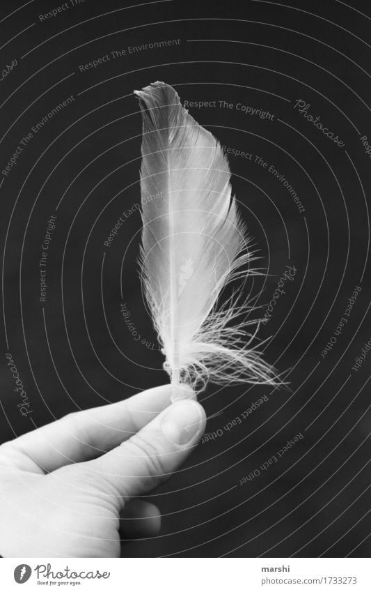 Lost Nature Animal Moody Feather Soft Hand Iceland Delicate Freedom Bird Black & white photo Exterior shot
