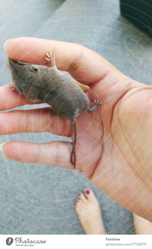 Bye little shrew! Human being Feminine Woman Adults Hand Fingers Feet 1 Environment Nature Animal Wild animal Mouse Pelt Paw Free Bright Small Natural Soft Toes