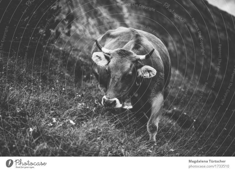 Alpe suckler cow Animal Cow 1 Sustainability Natural Contentment Black & white photo Exterior shot Day Twilight