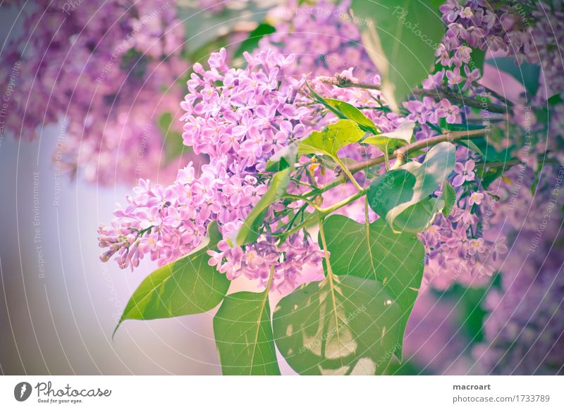 lilac Lilac Violet Blossoming Flower Plant Nature Natural Close-up Wellness Summer Spring Detail