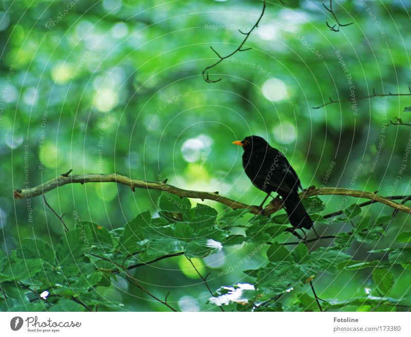 blackbird Colour photo Exterior shot Deserted Day Environment Nature Plant Animal Sun Spring Summer Beautiful weather Tree Leaf Wild plant Forest Wild animal