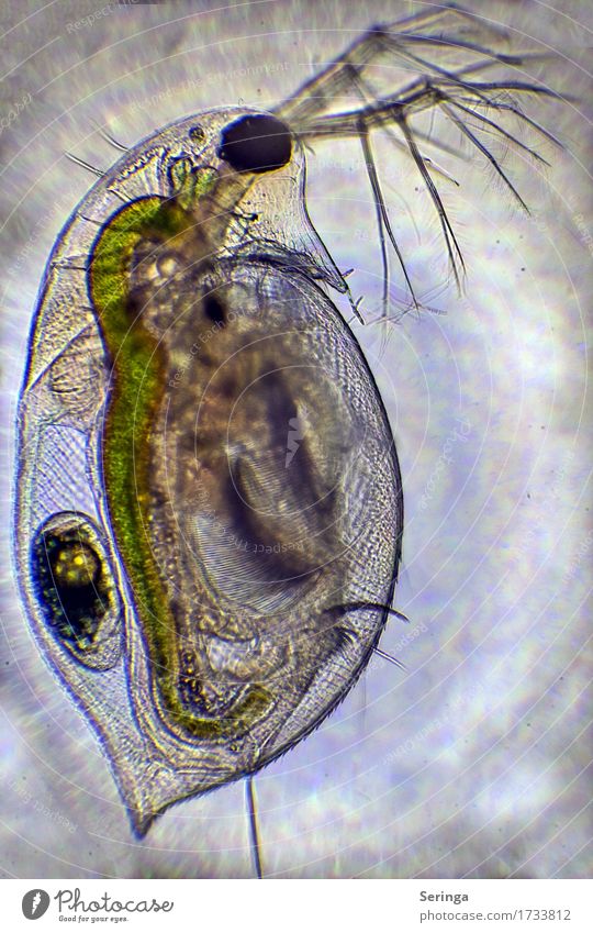 leaf crayfish ( water flea ) Camera Science & Research Plant Animal Water Drops of water Bog Marsh Pond Lake Wild animal Animal face 1 Microscope Looking Small