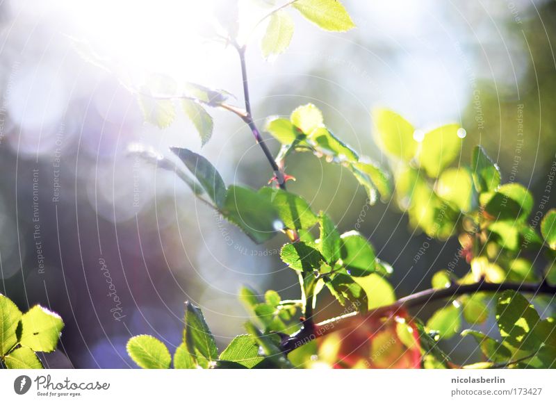 Too proud to say I need you Colour photo Exterior shot Reflection Light (Natural Phenomenon) Sunlight Sunbeam Deep depth of field Nature Plant Animal Spring