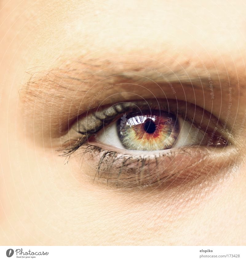 Crystal clear Colour photo Macro (Extreme close-up) Day Looking Looking into the camera Forward Human being Feminine Eyes 1 Esthetic Bright Beautiful Eyebrow
