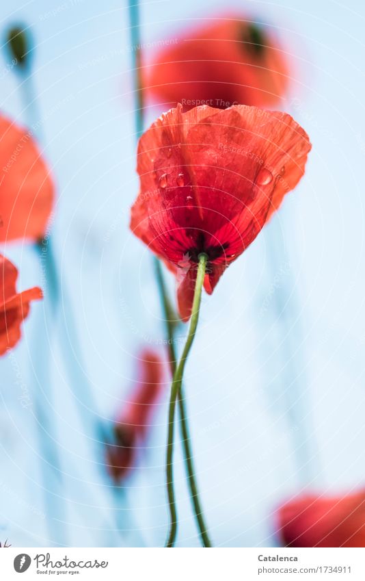 More poppies; corn poppy against blue background Nature Plant Air Drops of water Summer Flower Blossom Corn poppy Garden Meadow Blossoming Illuminate pretty Wet