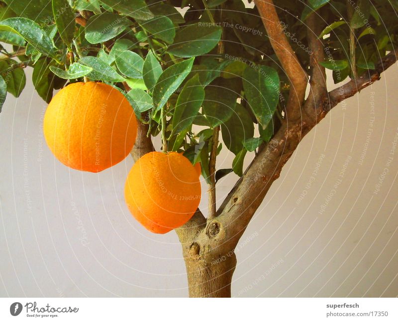 take 2 Orange tree Citrus fruits Tree Nutrition citrus Fruit Harvest Double exposure yumm-yumm!
