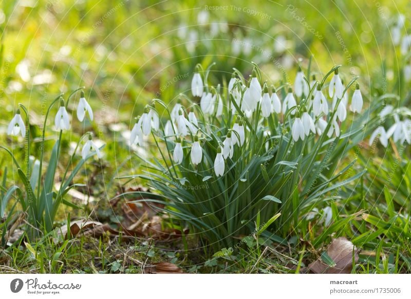 snowdrops Galanthus nivalis Snowdrop Flower Spring flowering plant leaves White plants Winter blossoms Blossoming Green Grass Meadow