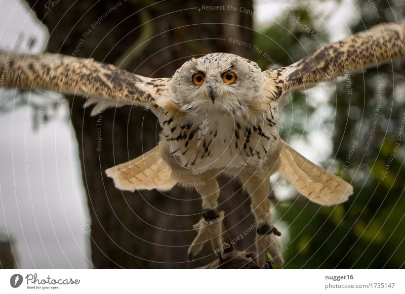 Eagle owl approaching Animal Wild animal Bird Animal face Wing 1 Observe Movement Flying Hunting Esthetic Exceptional Gigantic Near Speed Brown Green Orange