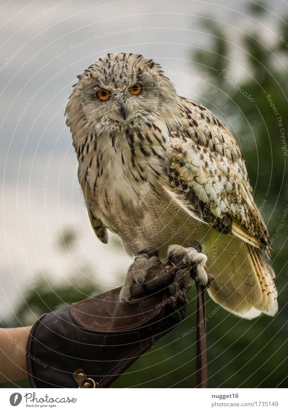 eagle owl Nature Animal Sky Wild animal Bird Wing Zoo Eagle owl Owl birds 1 Observe Flying Looking Esthetic Exceptional Exotic Natural Curiosity Brown Green