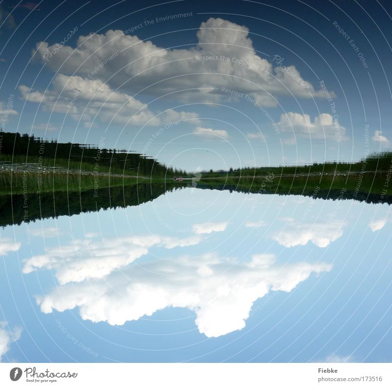 mirror world Colour photo Exterior shot Copy Space top Copy Space bottom Day Light Environment Nature Landscape Water Sky Clouds Summer Beautiful weather Tree
