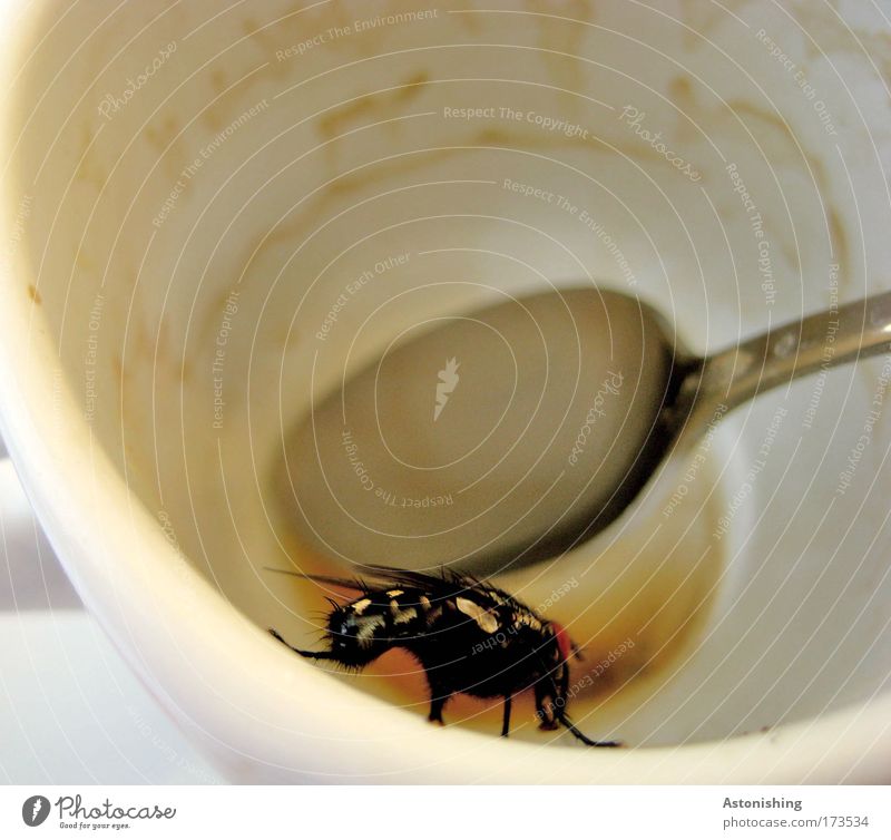 ...to wake up Colour photo Exterior shot Deserted Day Shadow Contrast Blur Leisure and hobbies Animal Fly Insect 1 Hideous Spoon Coffee Gastronomy Cup