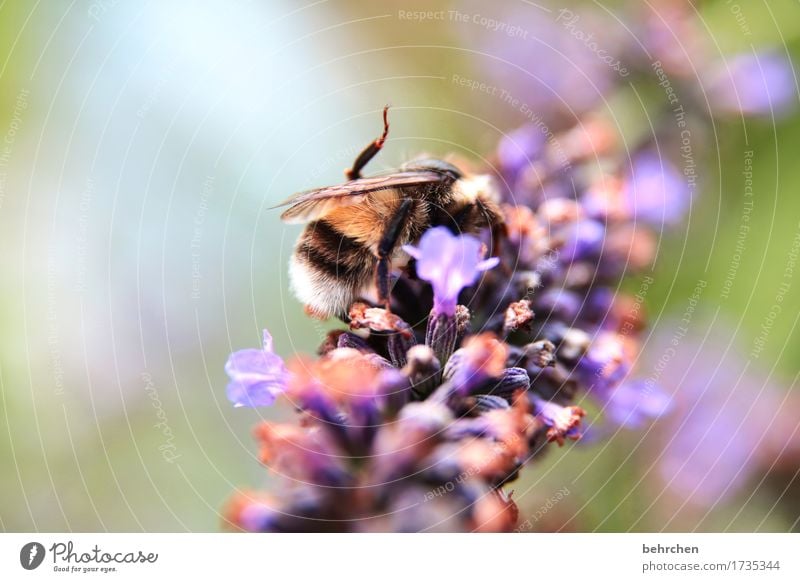 Monotonously, always the same work. Nature Plant Animal Summer Beautiful weather Flower Leaf Blossom Lavender Garden Park Meadow Wild animal Bee Wing 1