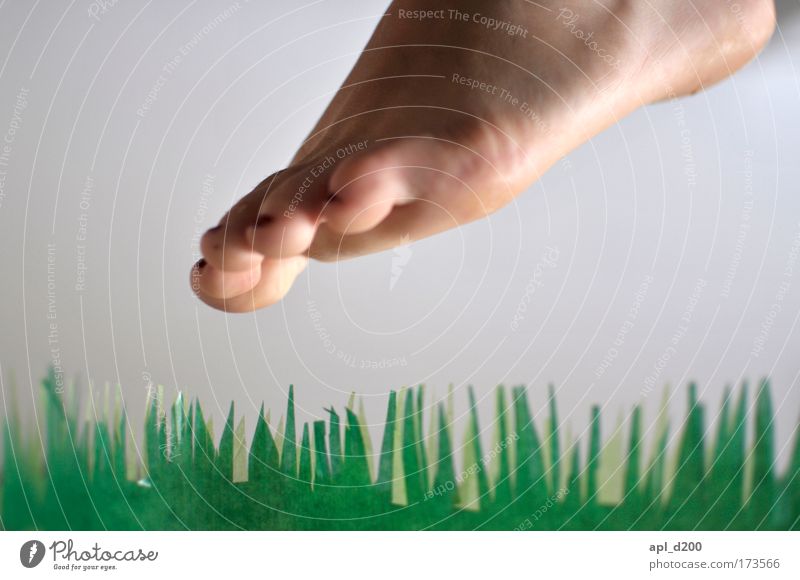 pedal Colour photo Interior shot Close-up Neutral Background Day Shallow depth of field Human being Feminine Feet 1 Environment Nature Grass Touch Beautiful