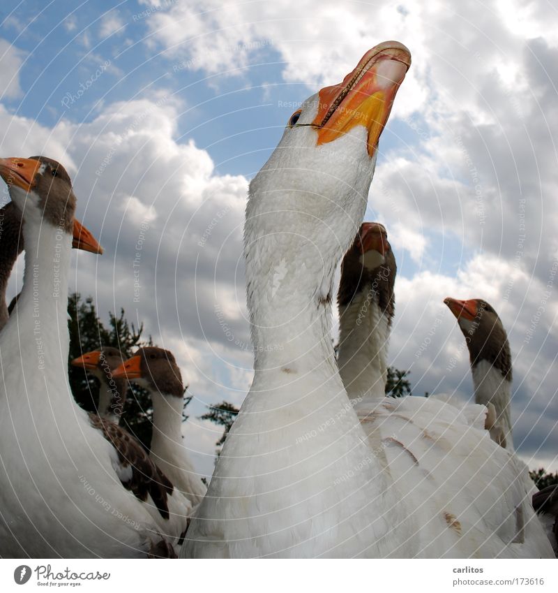 Snootily? ME? Worm's-eye view Goose Roasted goose Garden Martinmas Village Farm animal Animal face Group of animals Observe Cool (slang) Delicious White