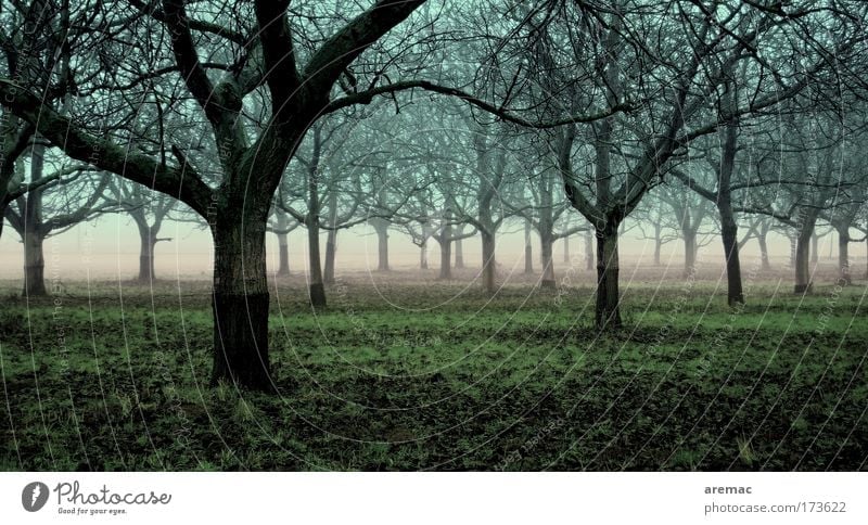 Under trees Colour photo Subdued colour Exterior shot Deserted Morning Dawn Silhouette Long shot Nature Landscape Plant Earth Bad weather Fog Tree Forest Blue