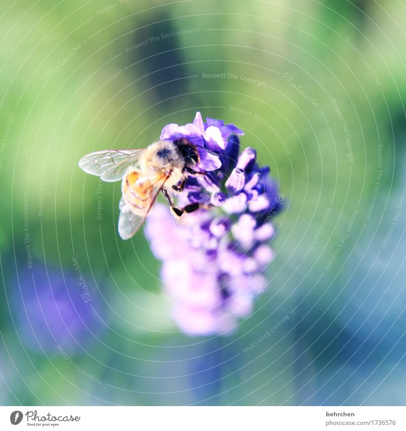 I... Nature Plant Animal Summer Beautiful weather Flower Leaf Blossom Lavender Garden Park Meadow Wild animal Bee Wing 1 Observe Blossoming Fragrance Flying