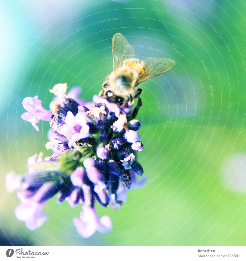 ...SUMMER! Nature Plant Animal Summer Beautiful weather Flower Leaf Blossom Lavender Garden Park Meadow Wild animal Bee Animal face Wing 1 Observe Blossoming