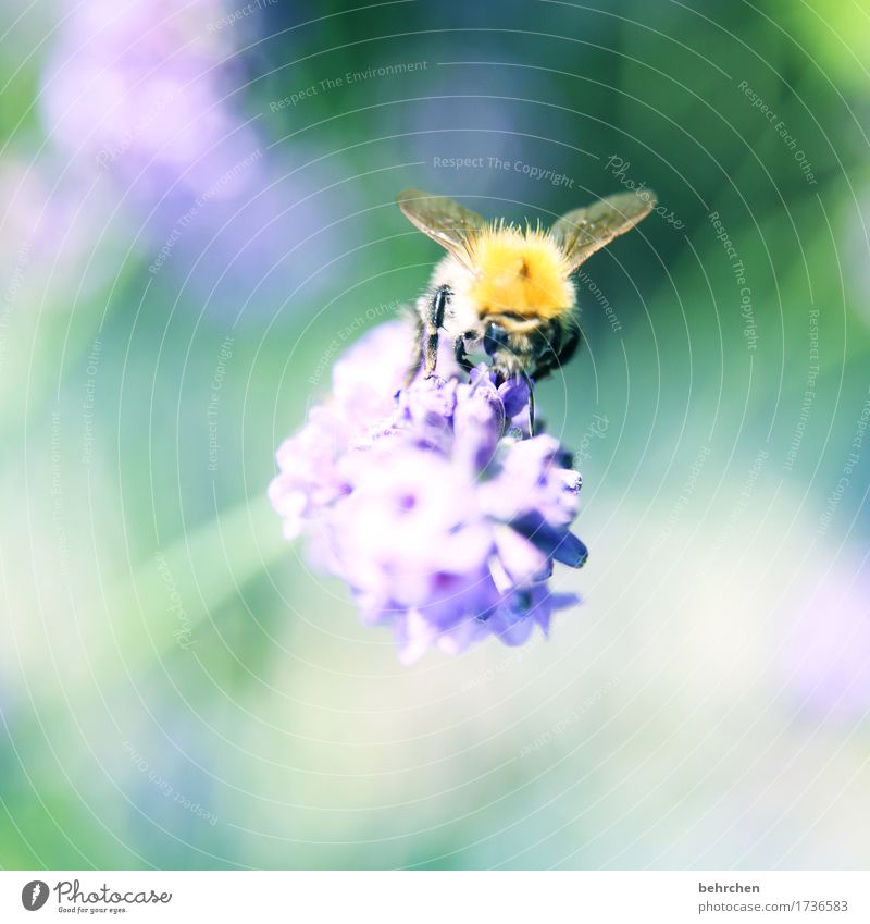 lavender rush Nature Plant Animal Summer Beautiful weather Flower Leaf Blossom Lavender Garden Park Meadow Wild animal Bee Animal face Wing 1 Observe Blossoming