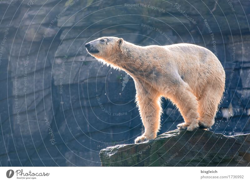 A bath in the morning III Animal Wild animal Polar Bear 1 Looking Stand Blue Gray White Power Colour photo Exterior shot Deserted Copy Space left Day