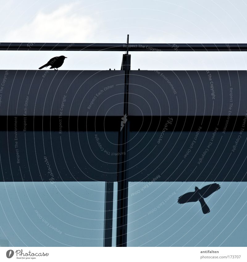Real and fake Animal Bird Wing Blackbird 1 Label Sign Flying Sit Authentic Simple Free Funny Blue Gray Life Freedom Nature Pure Whimsical Stagnating Surrealism