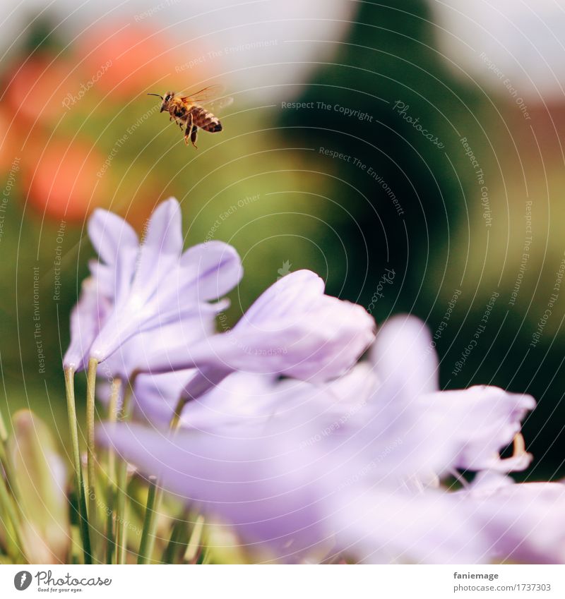 Take off Nature Flying Bee Airplane takeoff Garden Blur Flower Insect Airplane landing Detail Shallow depth of field Violet Red Warmth Summer Summery Brown