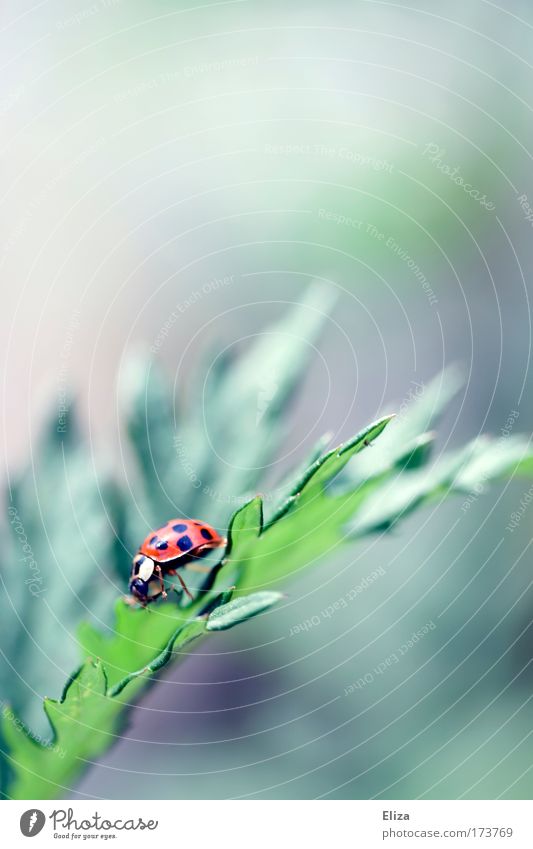 descent Exterior shot Detail Copy Space top Blur Nature Beetle Ladybird 1 Animal Bright Climbing Point Good luck charm