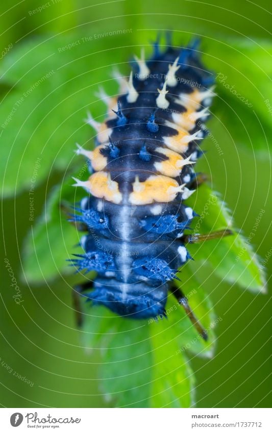 Larval stage of a ladybird Ladybird Insect Animal Blue Macro (Extreme close-up) Plant Orange Spine Thorny Small Leaf Green Verdant Portrait format Development
