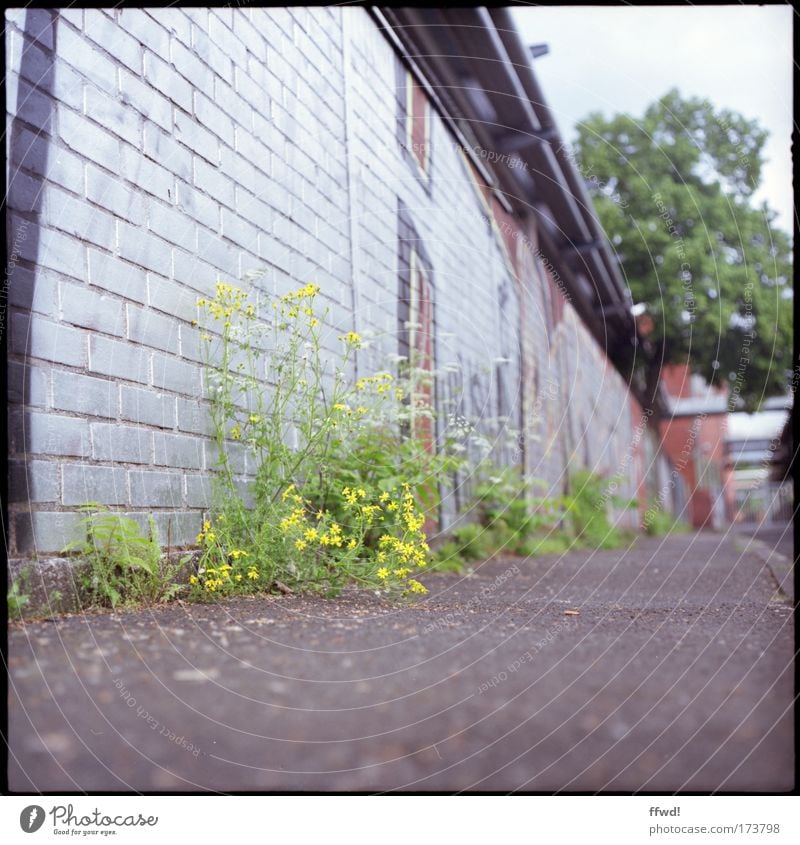 Urban sidewalk Colour photo Subdued colour Exterior shot Day Shallow depth of field Worm's-eye view Graffiti Environment Plant Flower Wild plant Town Deserted