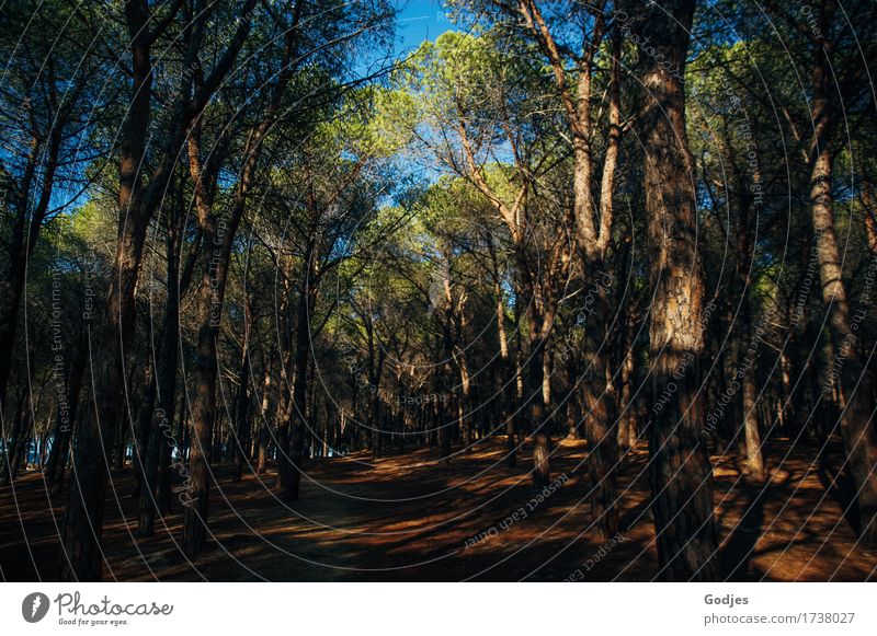 Forest path in Sardinia, view into the treetops Environment Nature Landscape Earth Summer Tree Wild plant Oasis Europe Deserted Movement Hiking Esthetic Warmth