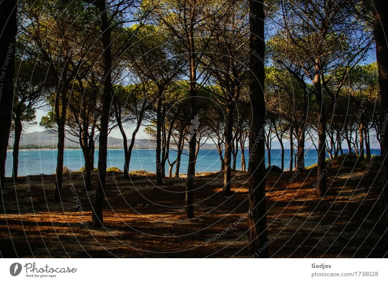 View through a row of trees to water Nature Animal Earth Water Sky Horizon Summer Wild plant coast Beach Ocean Sardinia Europe Deserted Happiness Safety