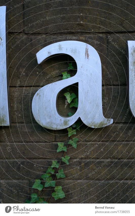 initial letter Characters Old Ivy Overgrown Metal Initial letter Wall (barrier) Green Silver Red Growth Time Nature Weather Lettering lowercase Colour photo