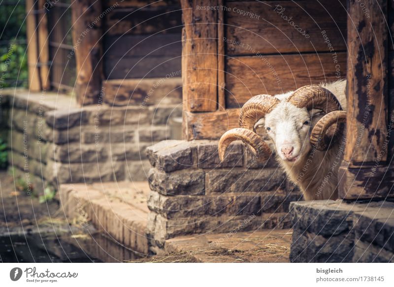 Are you looking?! Animal Pet Sheep Ram 1 Looking Brown Attentive Watchfulness Colour photo Exterior shot Day