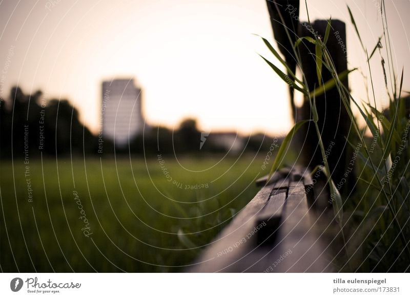 high-rise in the green. Colour photo Exterior shot Deserted Sunrise Sunset Summer Meadow Leipzig Town Outskirts High-rise Natural Calm Fence Pasture Landscape