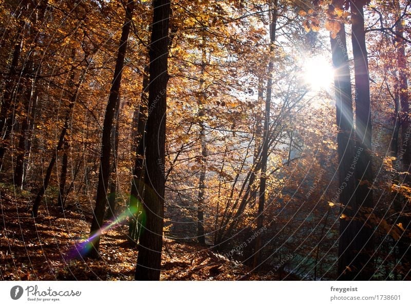 Breaking through 3 Leisure and hobbies Environment Nature Landscape Sun Sunrise Sunset Sunlight Autumn Tree Forest Free Freedom Colour photo Exterior shot Day
