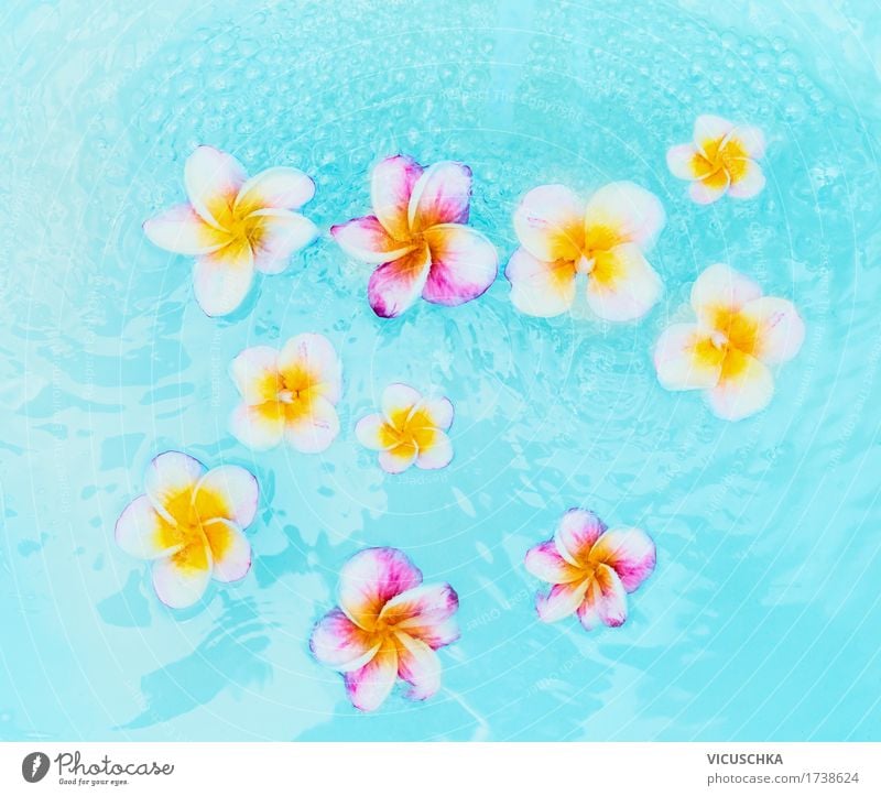 Colourful Frangipani flowers in turquoise blue water Lifestyle Design Relaxation Spa Swimming pool Summer Nature Plant Beautiful weather Flower Leaf Blossom
