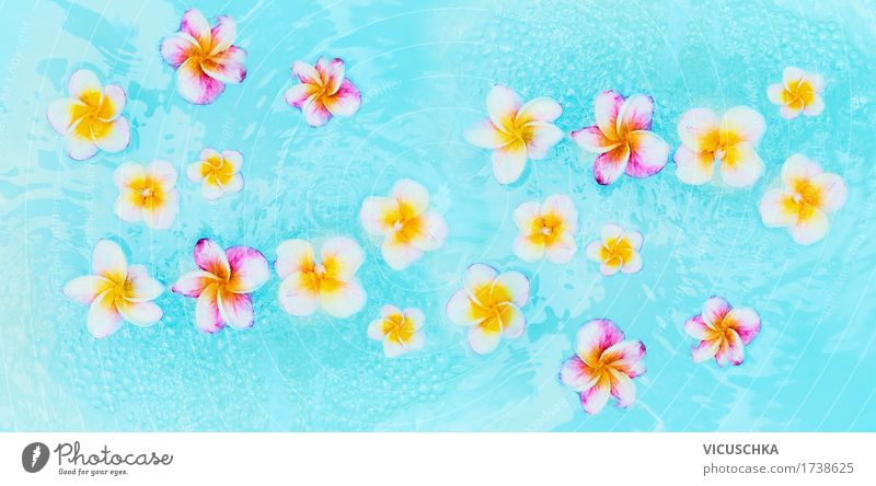 Colourful Frangipani flowers in turquoise blue water Style Design Wellness Relaxation Spa Swimming pool Vacation & Travel Summer Nature Plant Flag Yellow