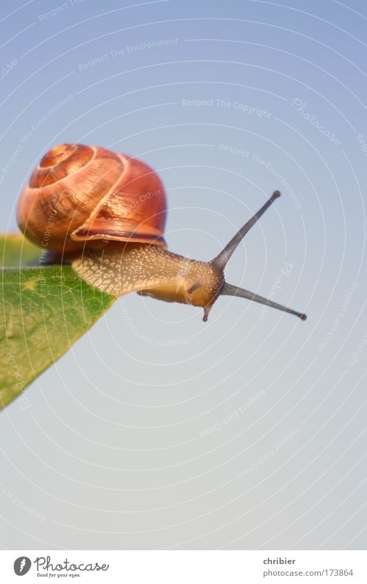 Full brake!!! Colour photo Exterior shot Close-up Macro (Extreme close-up) Nature Animal Cloudless sky Summer Plant Snail Animal face 1 Observe Touch Movement